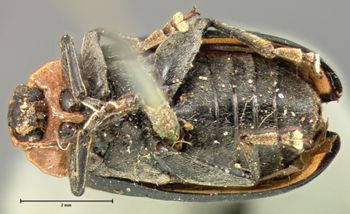 Media type: image; Entomology 18760   Aspect: habitus ventral view